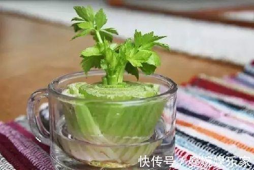 菜根|4种“小菜根”,吃完不要扔,埋在花盆里,半个月又长出新蔬菜