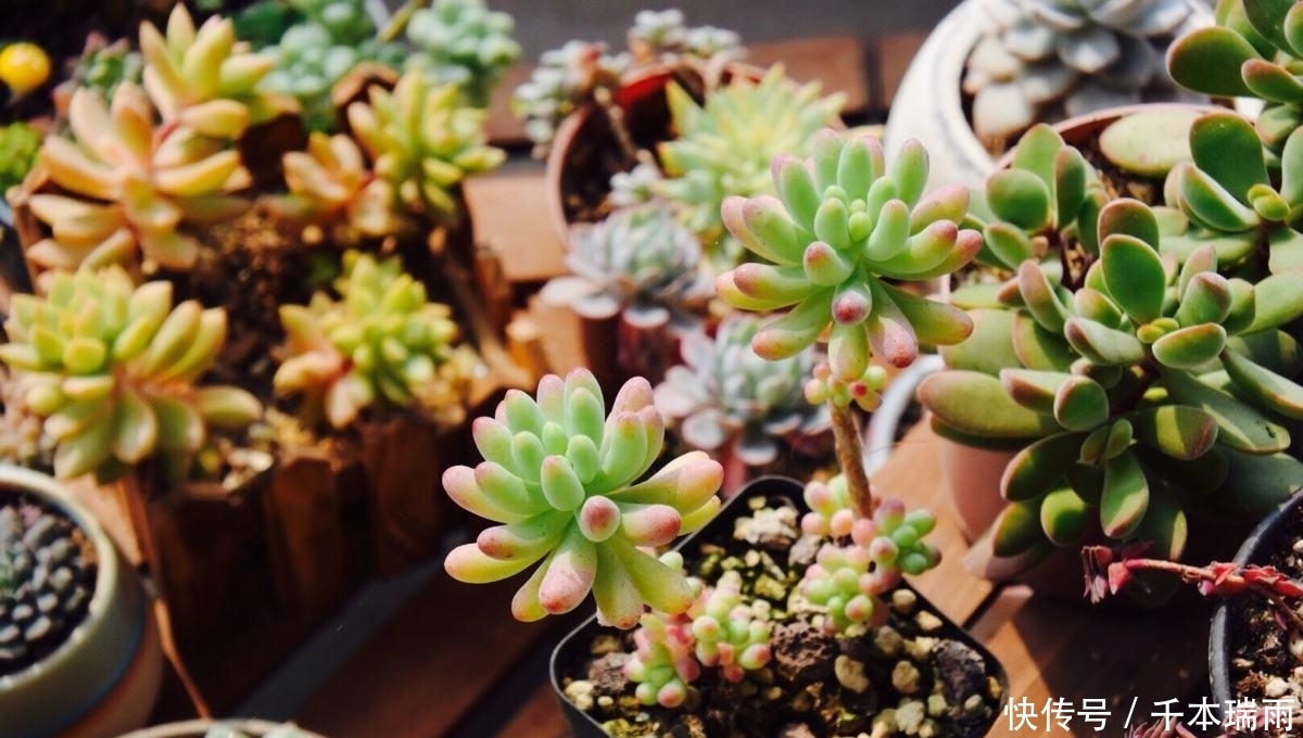 多肉界极好养活的品类——乙女心,人人都可以养成老桩