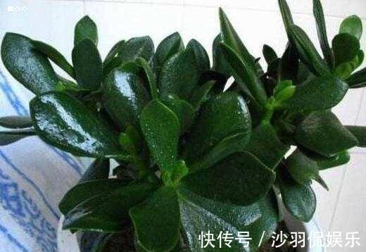 盆景|9月如何养玉树2个“技巧”,让它更加繁茂,枝干木质化,成小树
