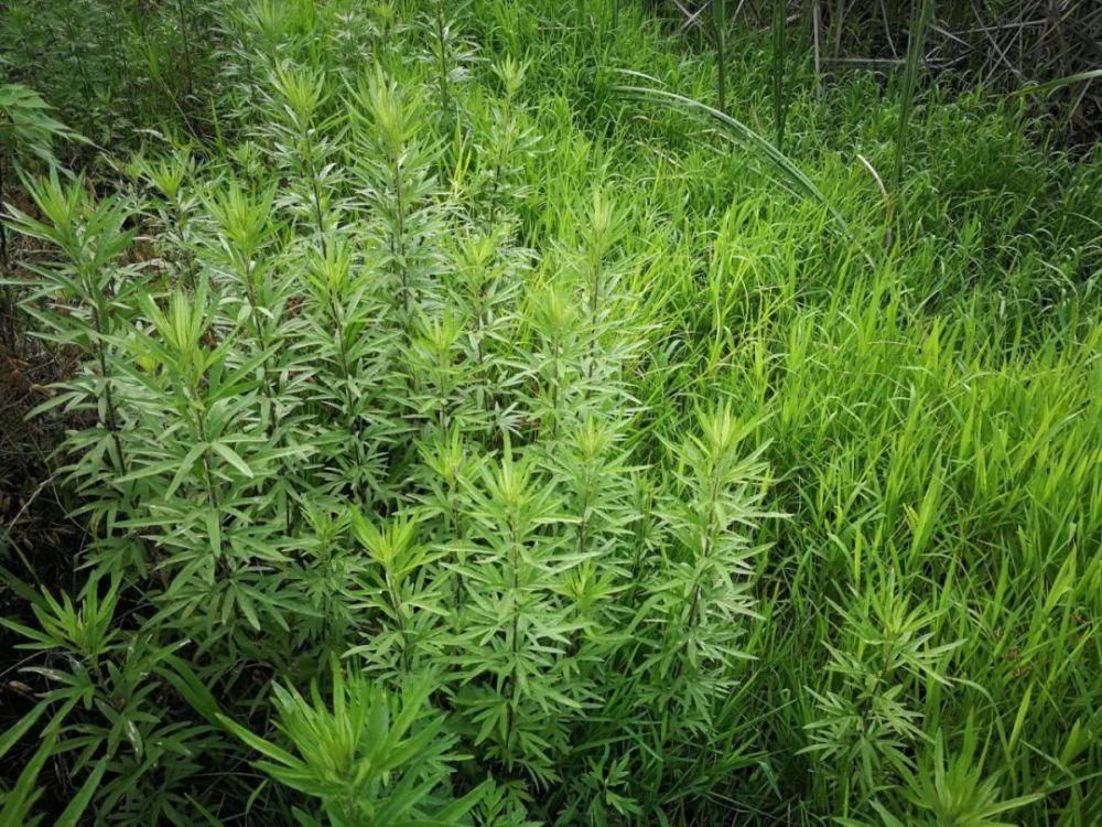 古诗词|古诗词文赏析之宋词《浣溪沙·徐门石潭谢雨道上作五首·其五》苏轼