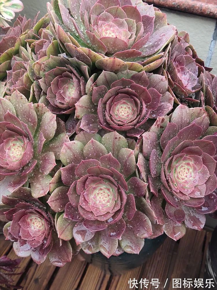 遇见,是一生!遇见多肉,是我的余生和全部!