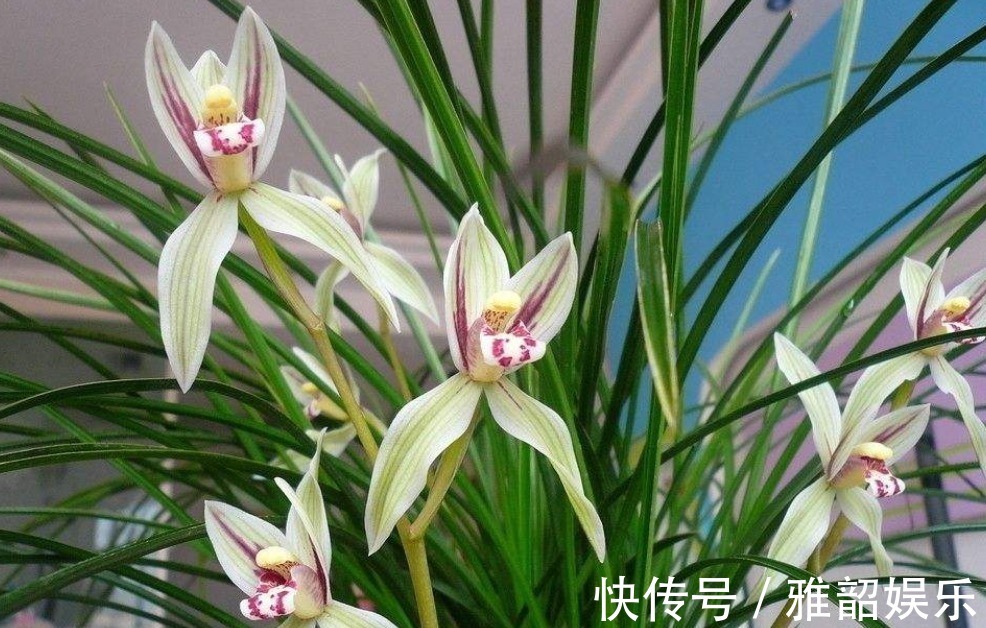 兰花|兰花叶子枯黄,根系腐烂先别仍用1招能拯救,新根新芽生长快