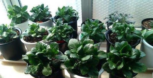 花盆|园艺新人不可错过的5款植物,好看又好养,全开重瓣花