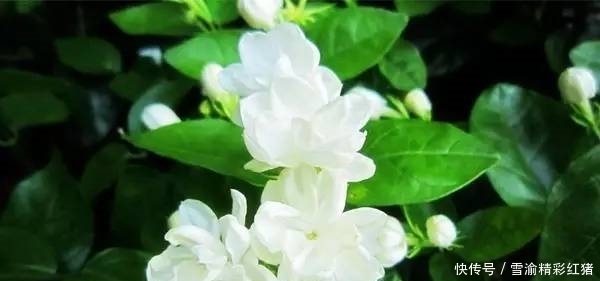 茉莉花浇这两种“饮料”,浇完叶片绿油油,花朵发狂长!