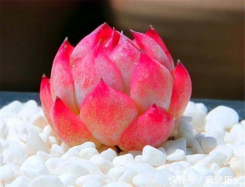 盘点10款水灵圆润的多肉植物,每一款都萌化人心,值得拥有!