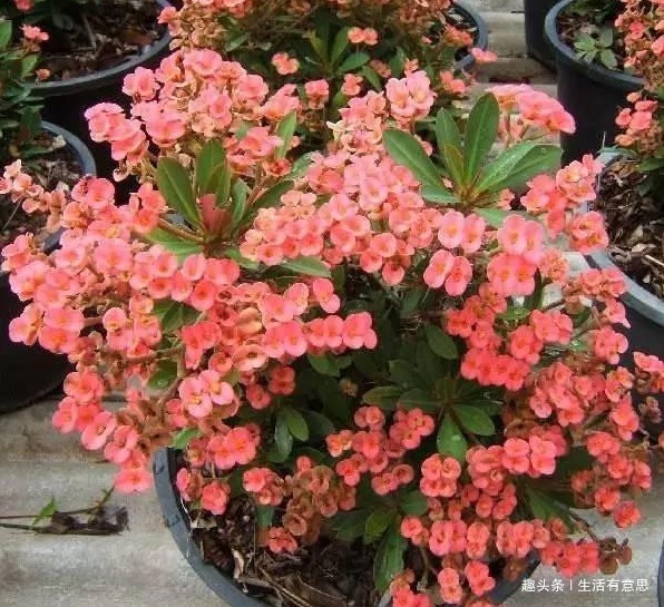 此花，晒不死，旱不死，药用价值高，扦插易活，花开爆盆360天