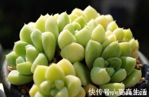 盆里扔点这个，多肉胖成球，肉嘟嘟好可爱