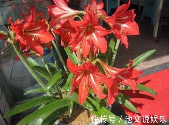 花朵|犯愁养花还是种菜别选了，种植8种蔬菜盆栽看着五颜六色