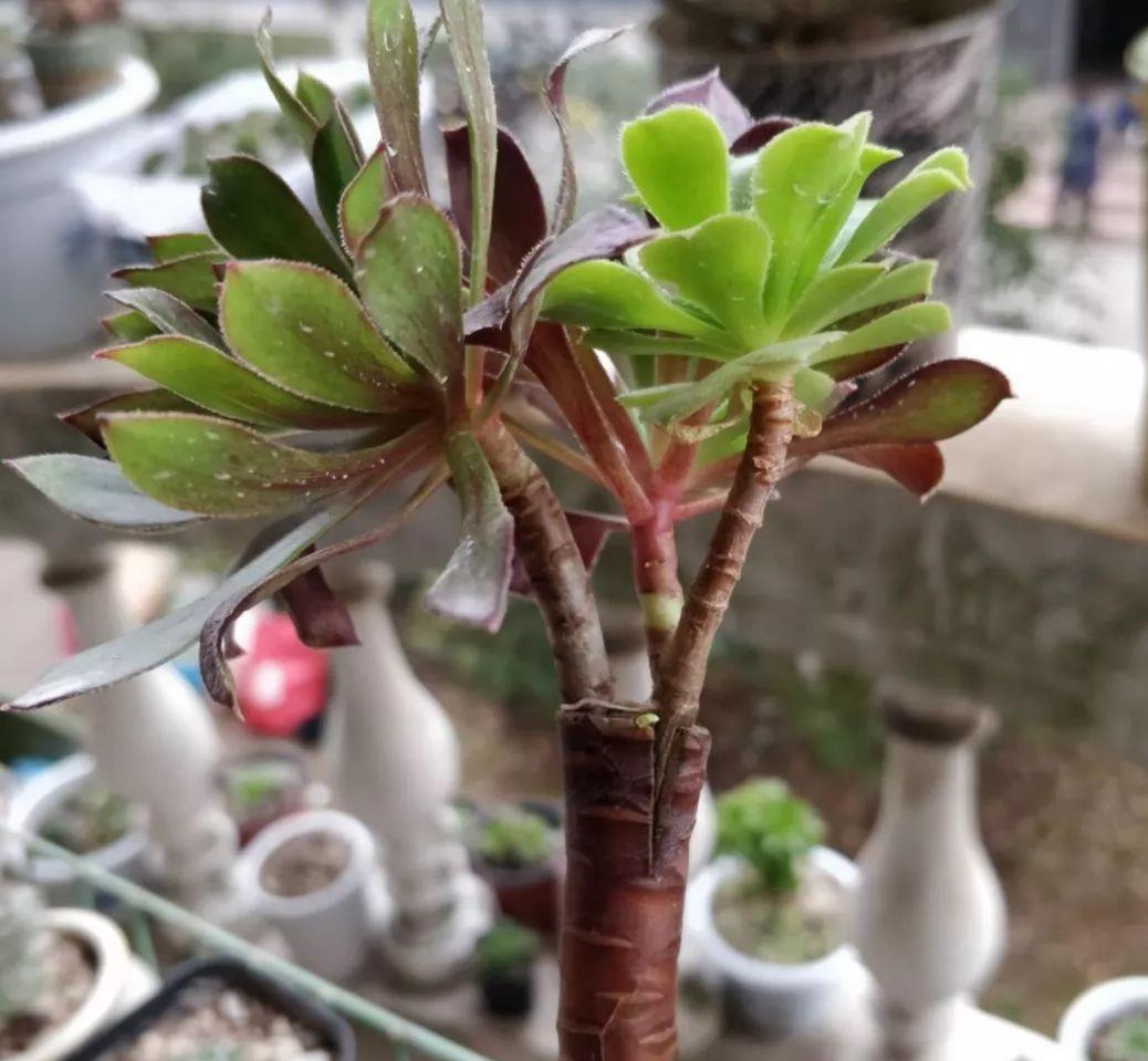 2招让多肉法师“大爆头”,变群生,变老桩,都有好办法