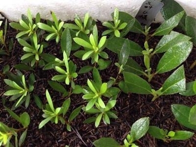 “这”3种花太贵了，别再买，一根枝条就能活，开花大半年