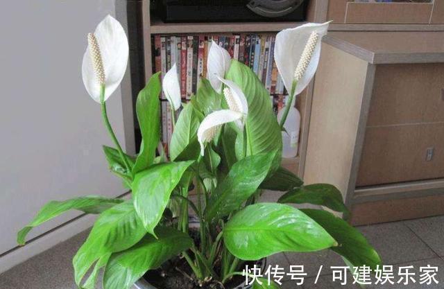 转运|4种“转运”花,能为家人带来好运,寓意大富大贵,新年健健康康