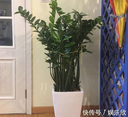 平安树别养了,往客厅养“此种树”,既好看,又招财运,值得养!