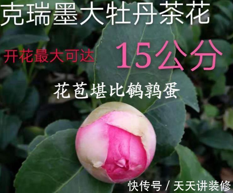 花瓣|其他茶花让让道,“茶花女王”来袭,花瓣大如盘,太美了