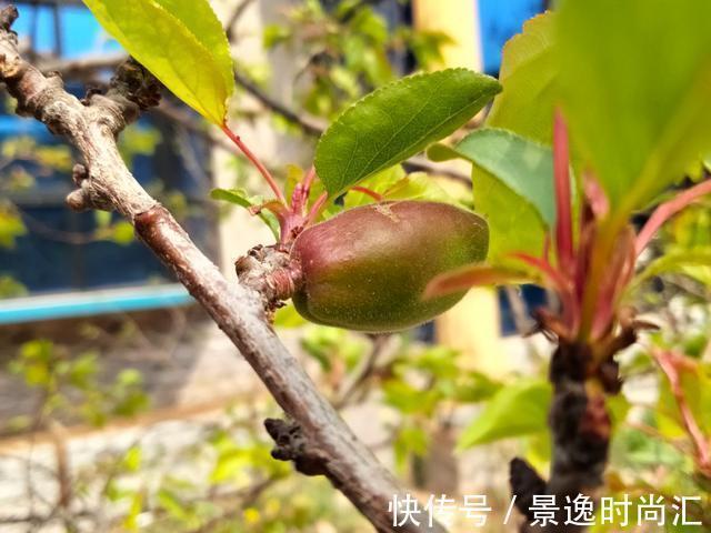 龙葵|门口的果子像“龙葵”,赶紧要拔掉、千万别吃,会中毒