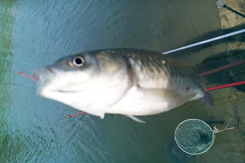 钓鱼人|大爷就是大爷,为了钓鱼真是下血本,这才是真正的钓鱼人