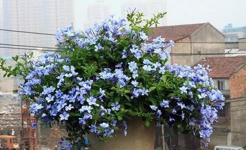 这花2月种一盆,生长旺俩月爬满墙,全年开花200天以上!