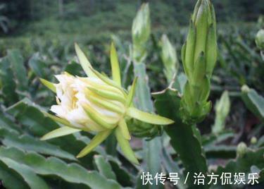 女人|聪明女人喜欢吃的蔬菜，温养子宫，提亮肤色！