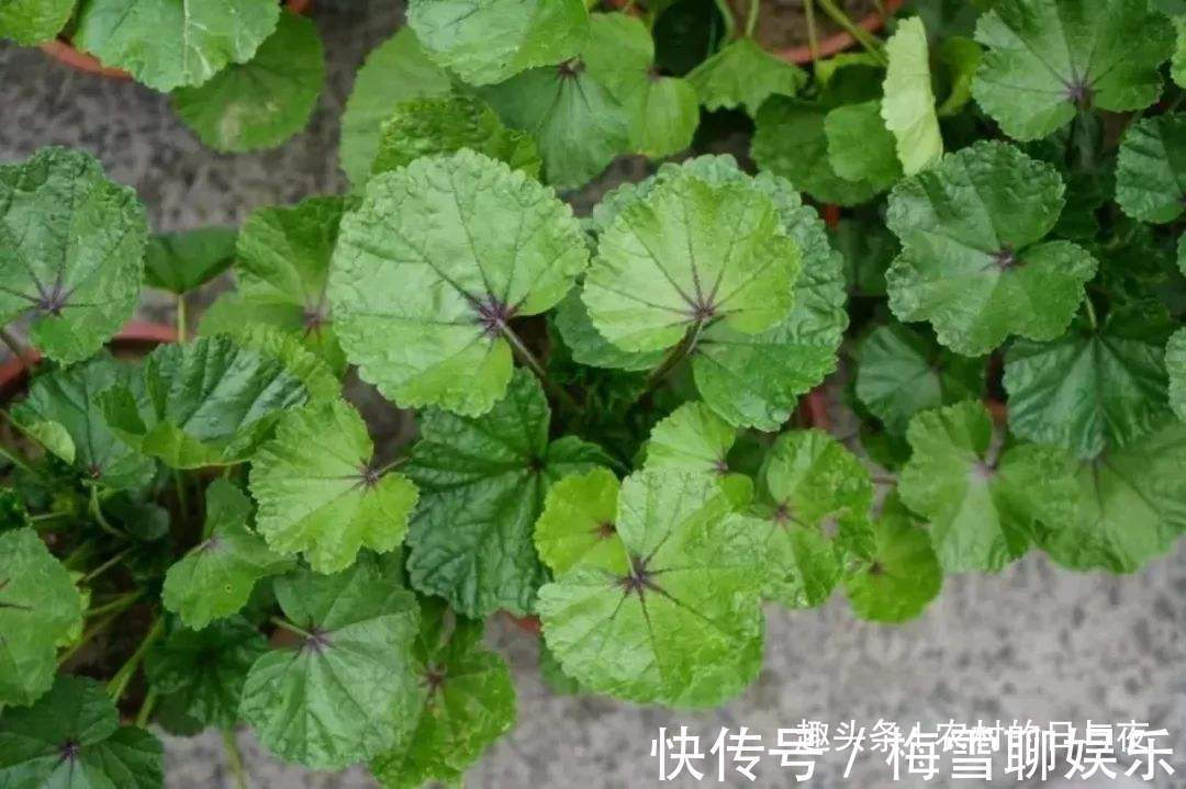 心形|这野菜长着“心形”的叶片，有“百菜之王”的称号，易种植营养高