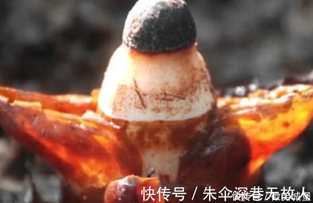 野生植物|山坡上的这种野草,选定一棵树就会呆一辈子,江湖人称“奴草”