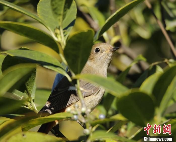 迁徙|候鸟迁徙季到来 大批候鸟飞抵广州增城过冬