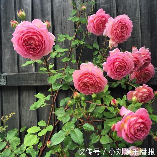 入秋扦插“6种花”,7天就生大白根,告别“黑腐烂”呼呼窜大个