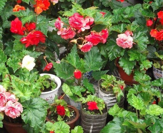 4种花,开花漂亮、容易栽种,好养好看还招财,都有“好意头”