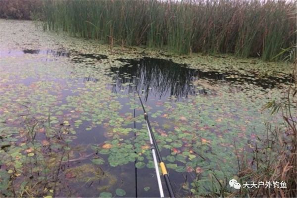野河|野河钓鱼，找鱼窝的常用方法，找拐弯找水草，不过这种地形才最佳