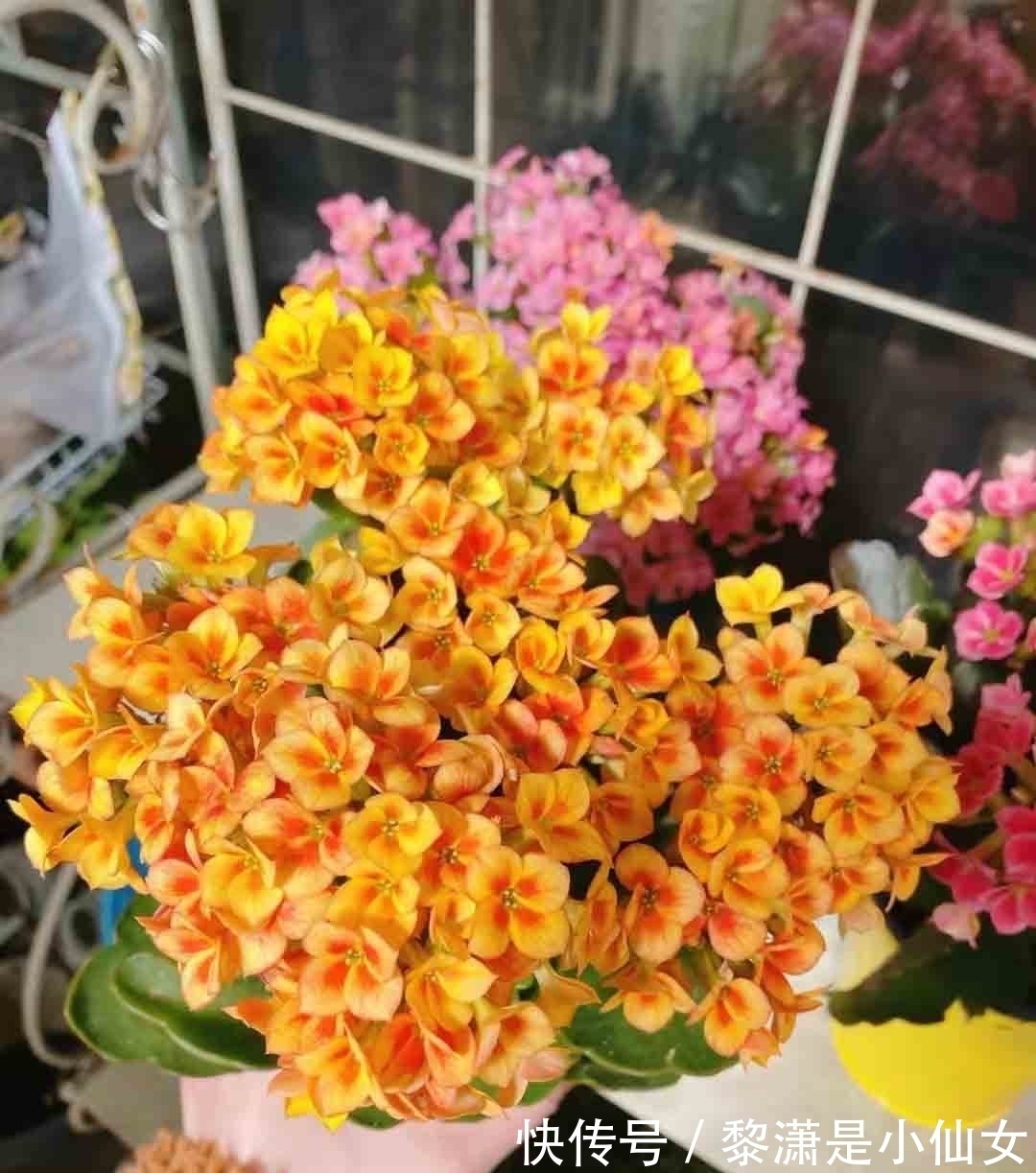 阳台上|冬季养长寿花,要记住2点,叶肥厚油绿、花苞多花色美好华丽