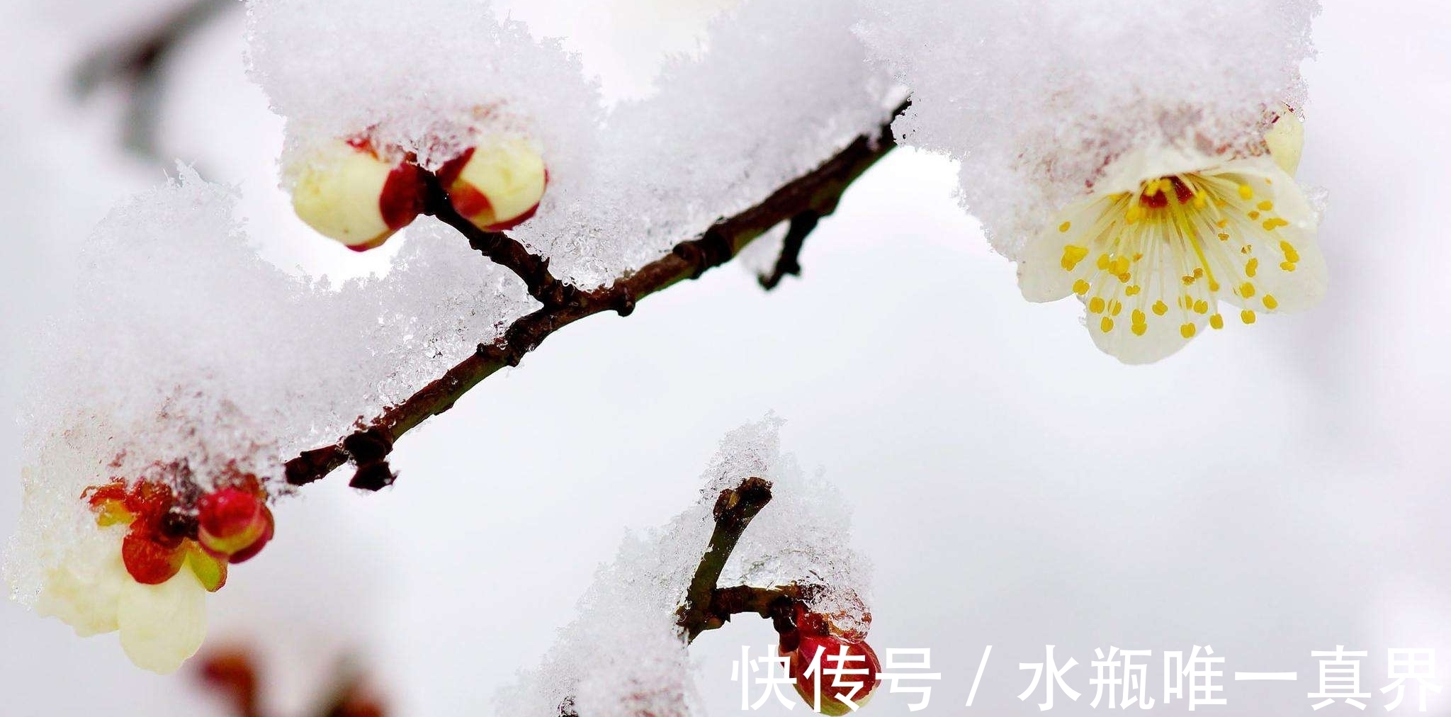 梅香&时入腊月春可盼,雪落伴梅香,婉约在人间