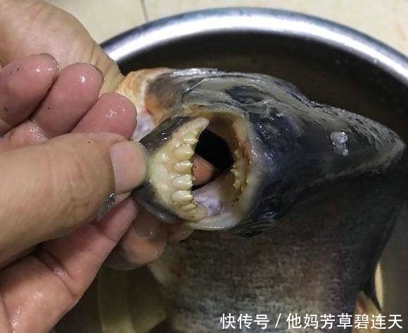 珠江入水口,洪水冲来大量“食人鲳”,牙齿尖锐,三五斤一条