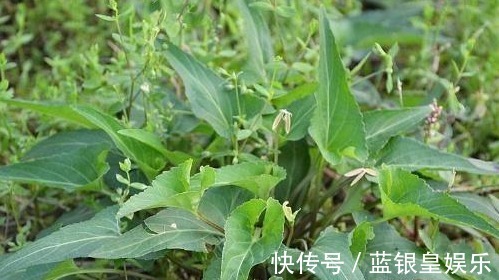 紫花|农村地里到处都是的野草,人称“犁头草”,药用价值高,值得重视