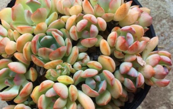 细节|多肉盆栽成活率特别低该怎么办?抓住这些细节,叶片肥嘟嘟