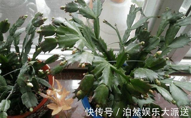 光照|蟹爪兰叶子又薄又暗,坚持1个月,9月开始长出“硬朗叶”,太密了