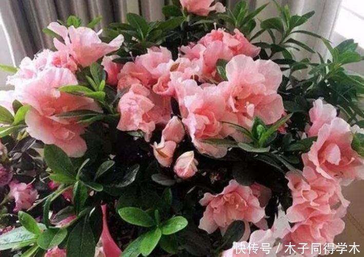 聪明人都养4种花，一年花期多，阳台变成小花园