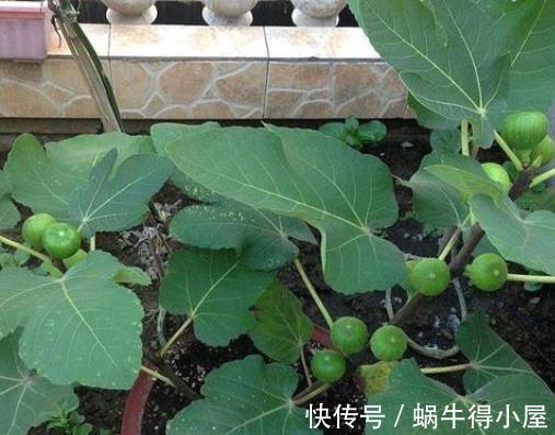 盆栽|室内养护无花果，记住3点，全年都结果