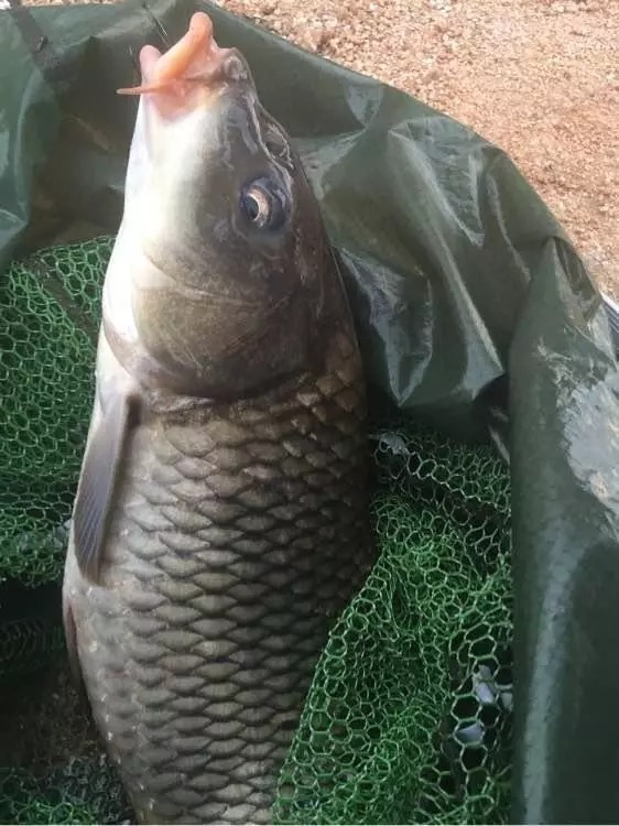 自制爆炸钩饵料,大鱼一个连一个,真过瘾,这也太牛了