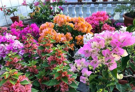 养三角梅要选对“肥料”,枝干粗壮,叶子大又深,次次开花都爆盆