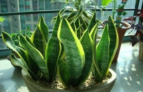  扦插|扦插虎皮兰不仅要有叶片，而且要有技巧，才能快速生根，四季常青