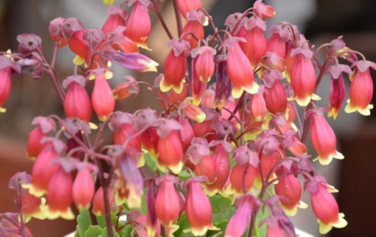 宫灯|4种花美的出奇,不仅花好看,名字也好听,花开不断!