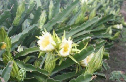 春季來了，多吃以下3種食物，改善腸胃，排毒護膚，潤腸通便