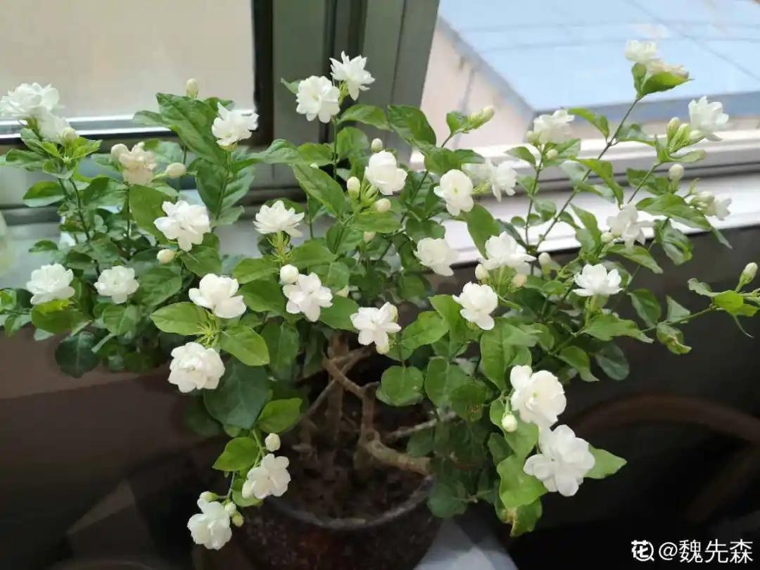 北方家里当宝的花,南方大马路上全都是,我酸了!