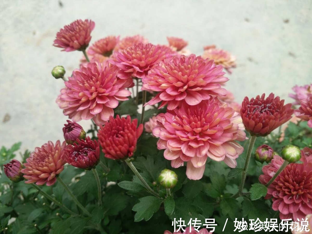 虞美人|秋天是养草花的季节,12种草花现在播种,俩月就能开花