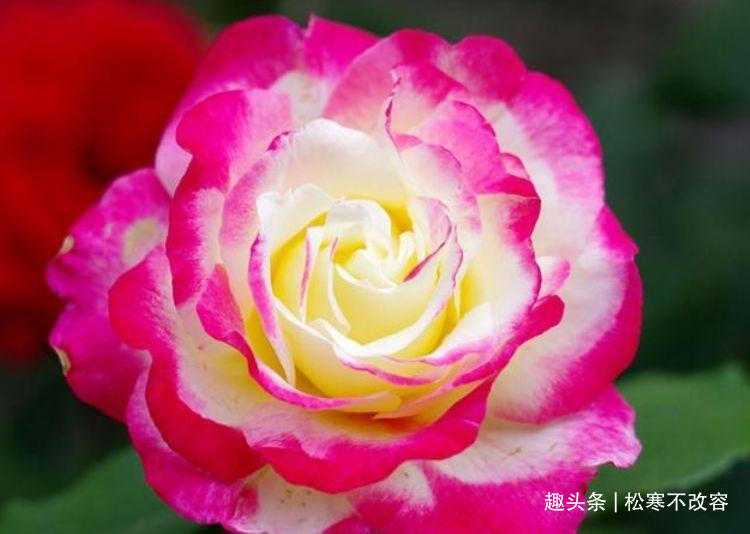 牡丹|家养此款花卉，开花勤爱爆盆，一年四季花开不停，开花量大