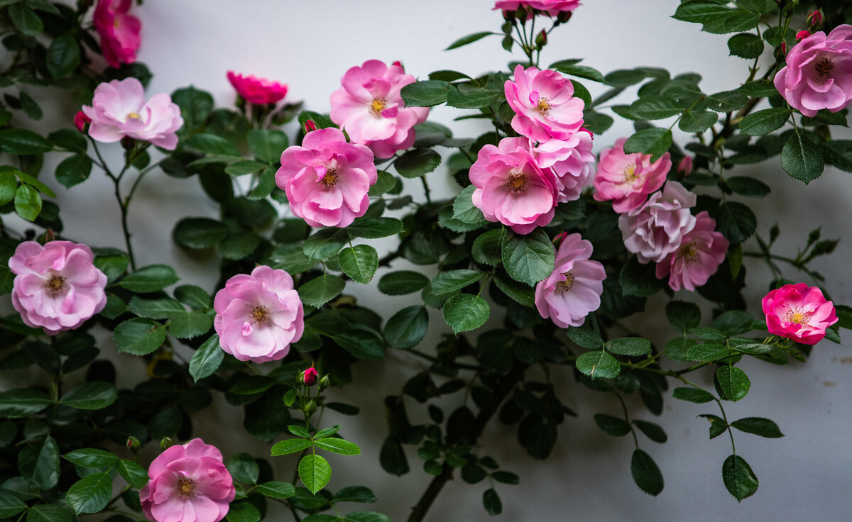 颜值担当|想要打造“高级”花园,春天种上“4种花”,颜值高,爱开花