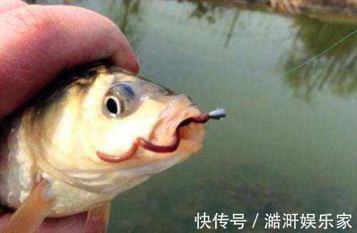 蚯蚓钓鱼效果好,但你挂对了吗,不同挂法效果不同