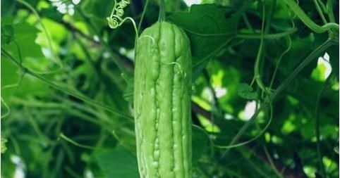 苦瓜|祛湿“最狠”的5种食物，每天吃一点，排出老湿气，身体也清爽了