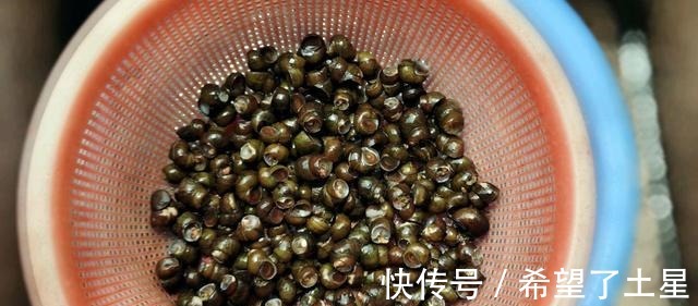 食用油|入秋的田螺这样做，鲜辣入味，解馋过瘾，吃完还想吃！