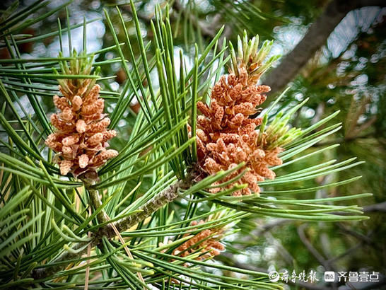 白皮松|瞧，这白皮松的冬芽像花儿一样绽放