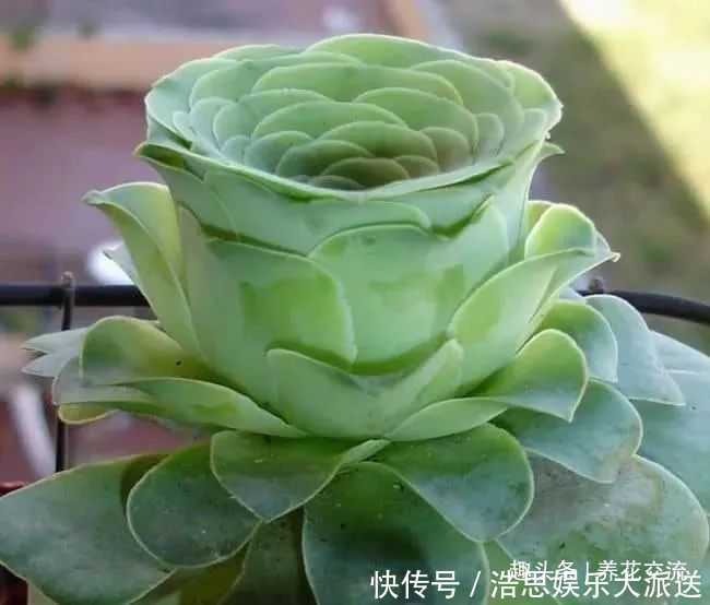 盆栽|10种长相很怪异的盆栽植物,都很适合养在花盆里