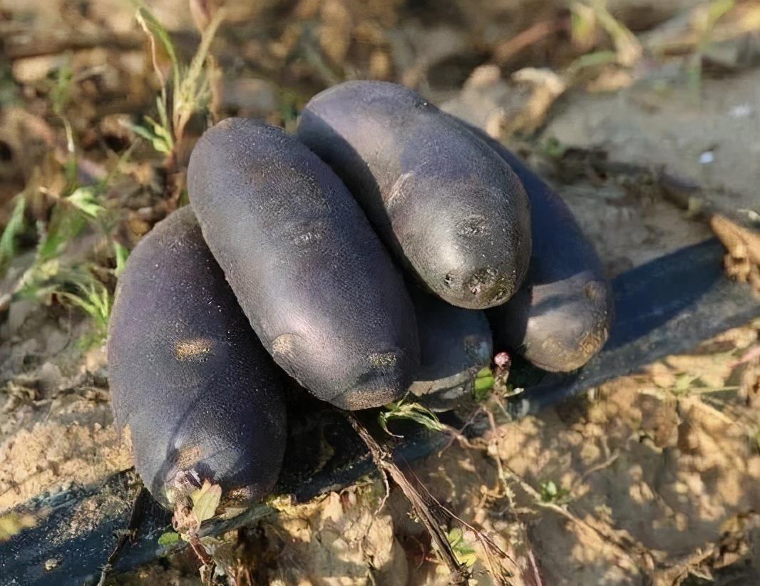 疏通血管|聪明的人喜欢吃3种食物，美容护肤，疏通血管，身体棒棒哒